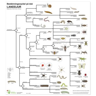 Bestämningsnyckel Landdjur plast FÄRG