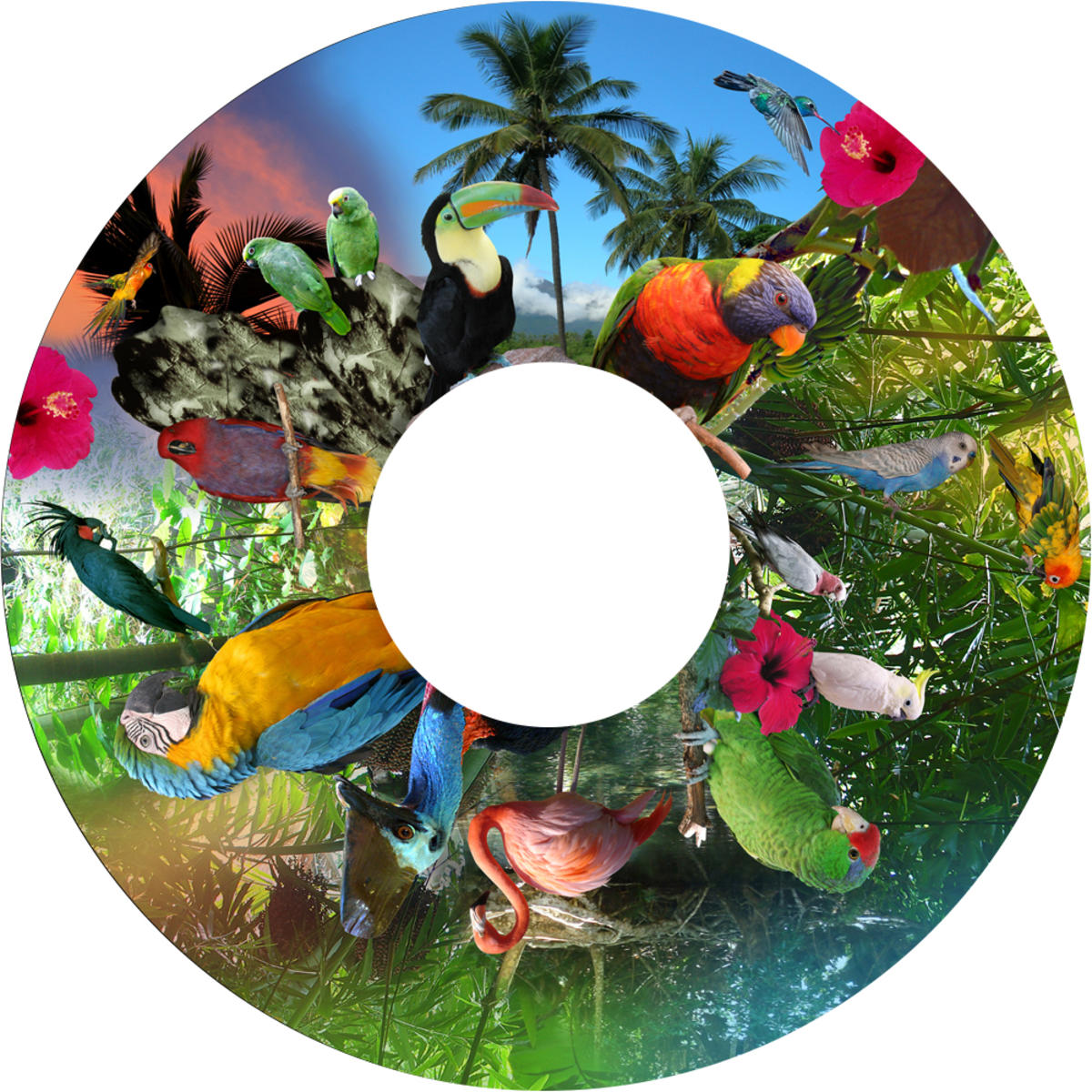 Effekthjul Tropiska fåglar