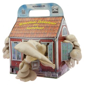 Svamphuset, Ostronskivling