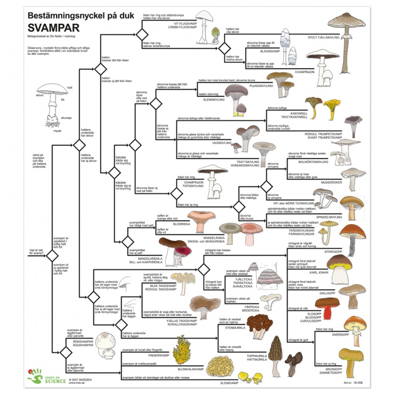 Bestämningsnyckel Svamp plast FÄRG