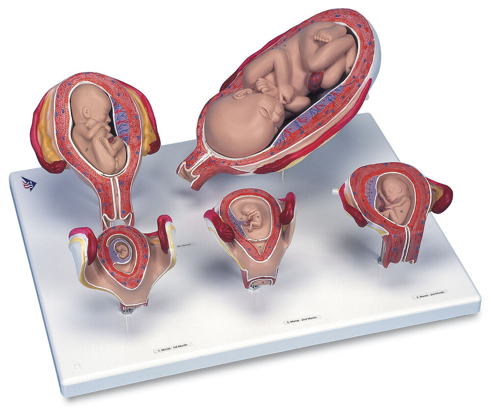 Fosterutveckling - modell