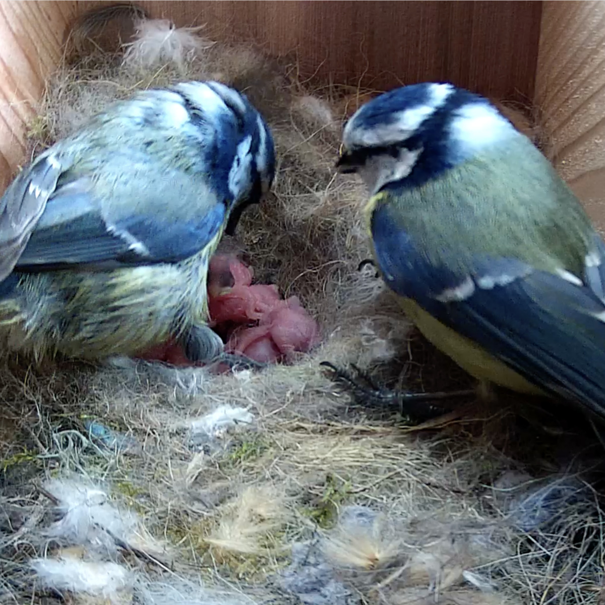 Fågelholk med solcellsdriven kamera - Bild 2