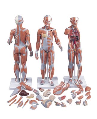 Muskelanatomi - modell