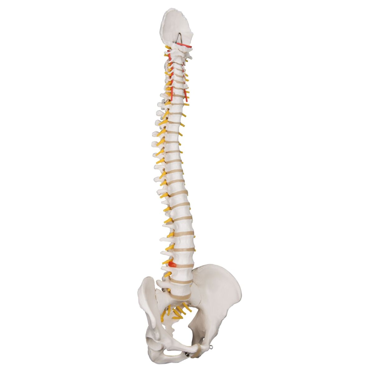 Ryggrad med bäcken i naturlig storlek