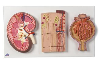 Njure, nefron och njurkapsel - modell