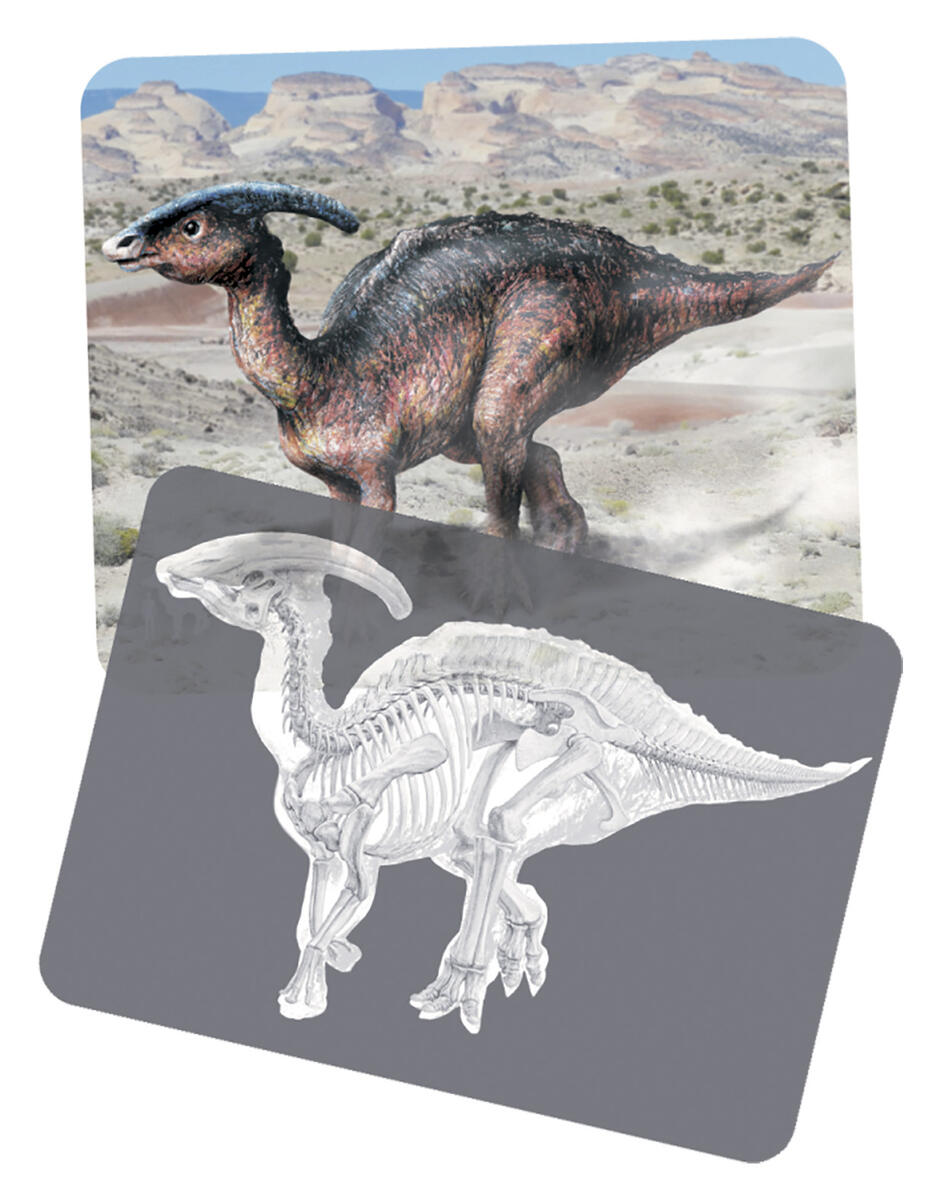 Röntgenbilder Dinosaurier - Bild 2