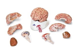 Hjärna 9 delar - modell