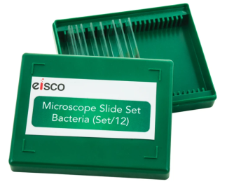 Mikroskoppreparat, bakterier