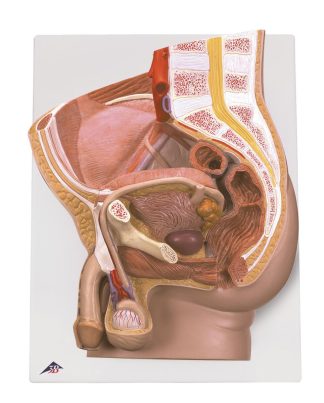 Bäcken manlig - modell