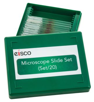 Mikroskoppreparat, djur