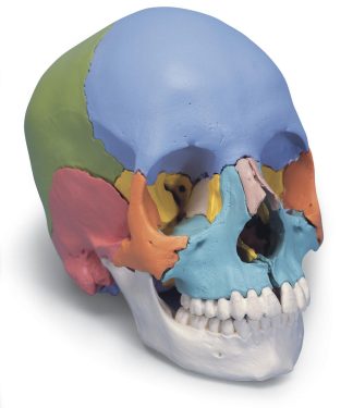 Kranium 22 delar - modell