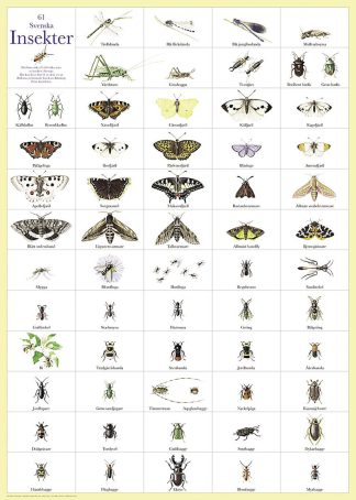 Affisch Svenska Insekter