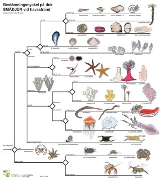 Bestämningsnyckel Smådjur vid havsstrand