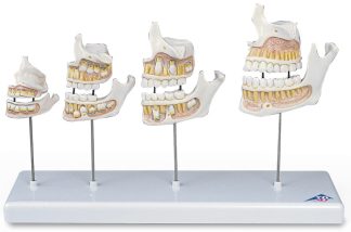 Tändernas utveckling modell