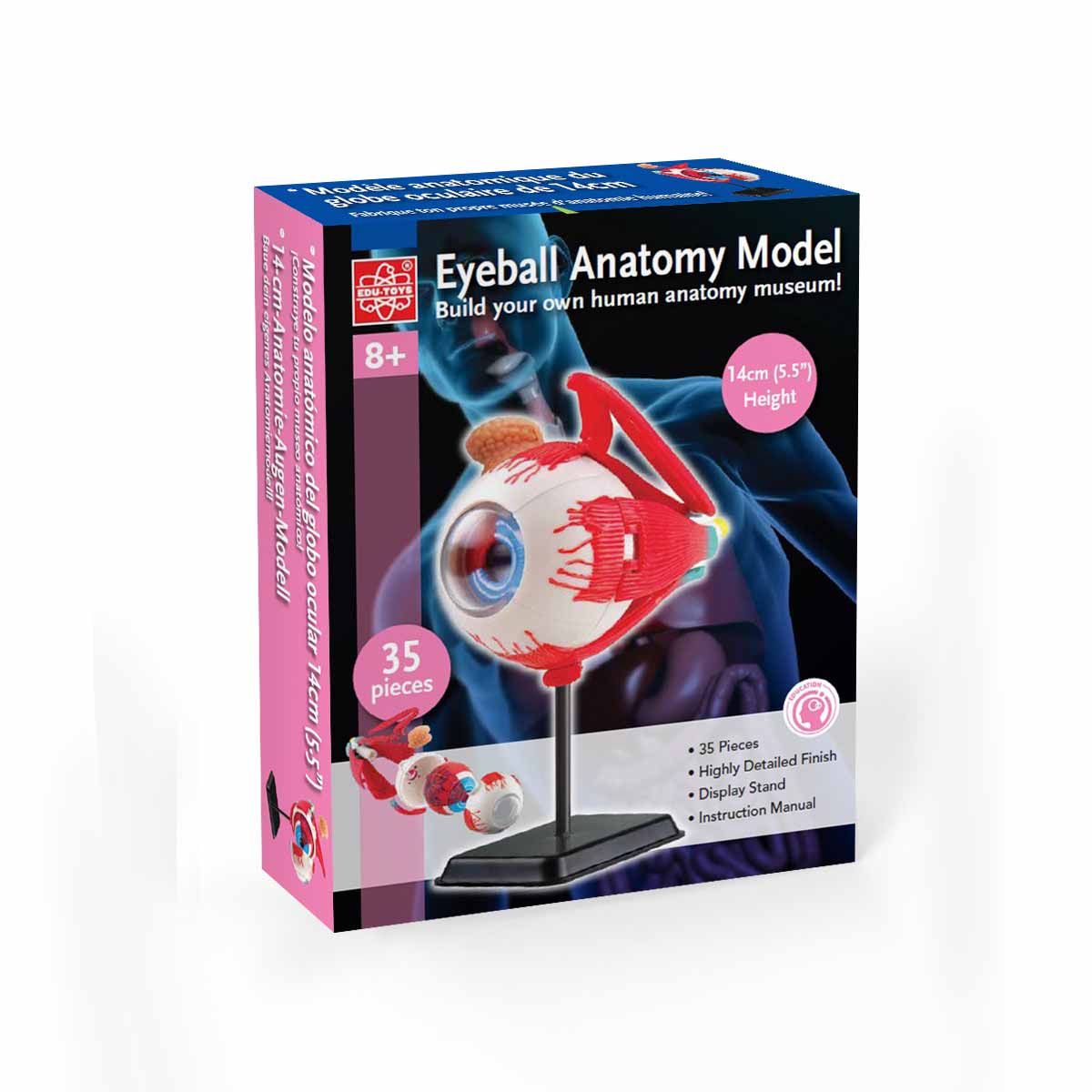 Ögonmodell - Bild 3