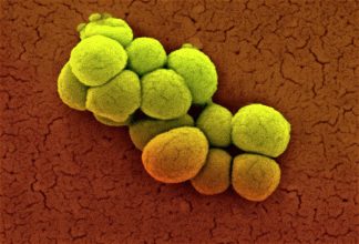 Levande bakteriekultur - Micrococcus luteus