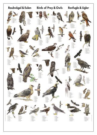 Affisch rovfåglar och ugglor
