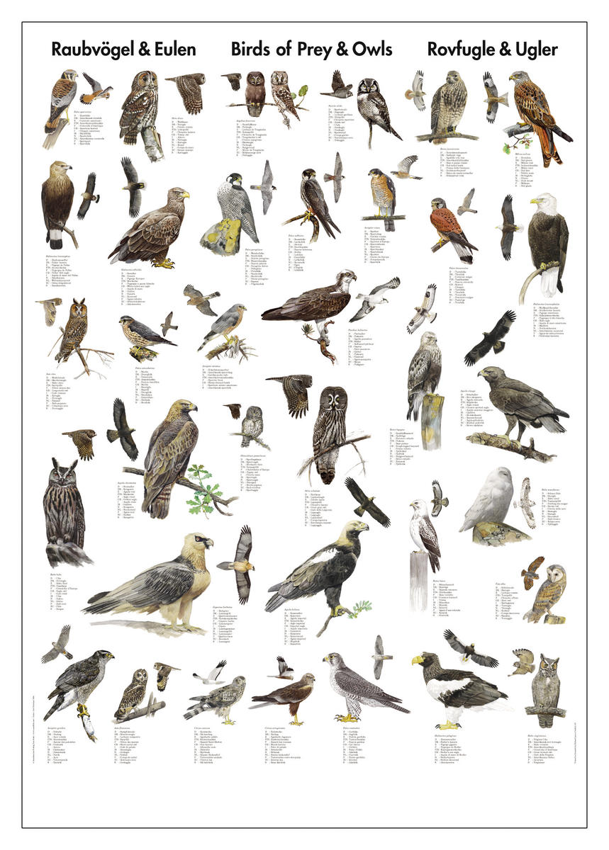 Affisch rovfåglar och ugglor
