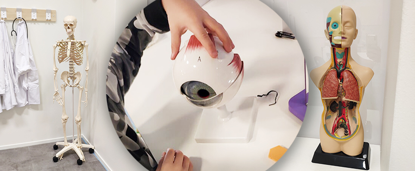 Kropp, hälsa & modeller