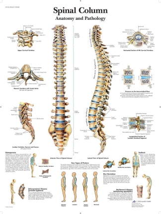 Affisch laminerad - Ryggraden