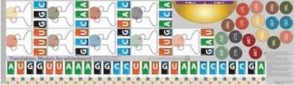 Translation-proteinsyntes, magnetisk